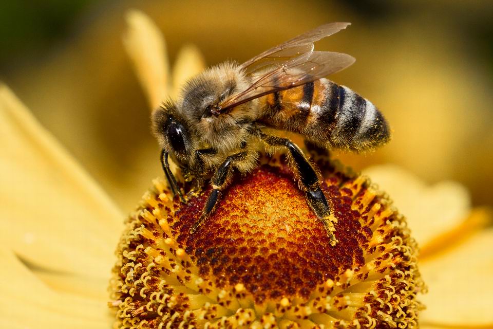 méhészeti pályázat